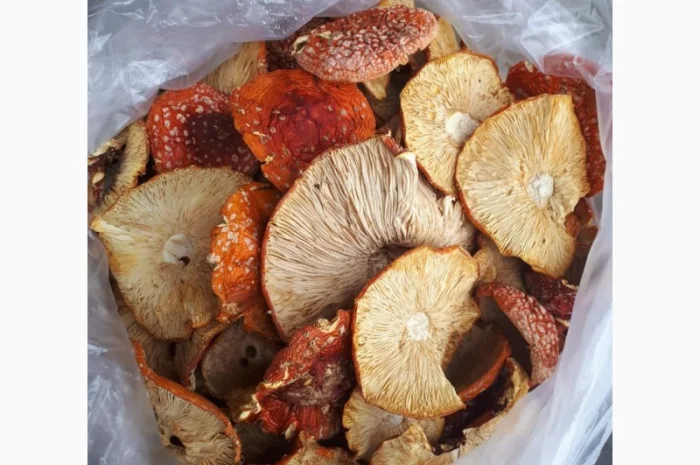 Продам мухоморы оптом- фото № 3