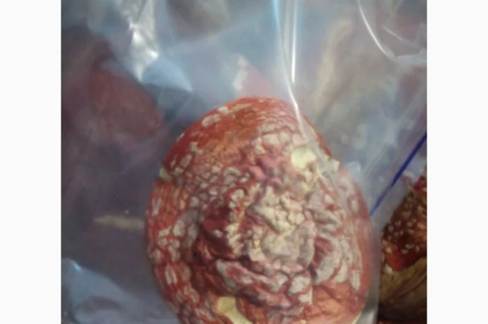 Мухомори сушені шапочки Зібрані у високогір'ї Карпат 2023р- фото № 1