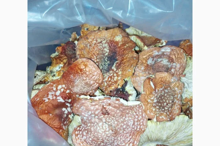 Мухомори сушені шапочки Зібрані у високогір'ї Карпат 2023р- фото № 2