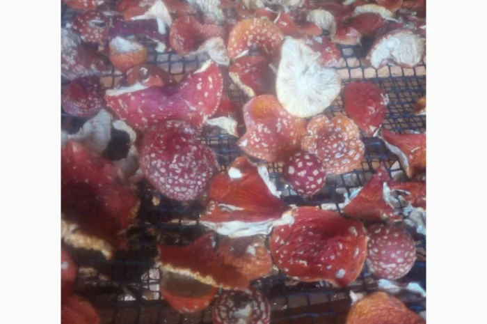 Мухомори сушені шапочки Зібрані у високогір'ї Карпат 2023р- фото № 3