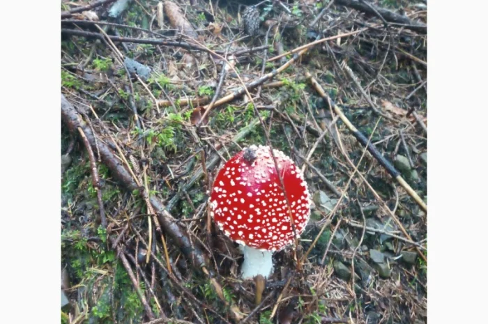 Мухомори сушені шапочки Зібрані у високогір'ї Карпат 2023р- фото № 4