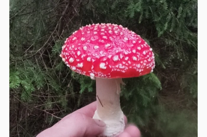 Мухомори сушені шапочки Зібрані у високогір'ї Карпат 2023р- фото № 6