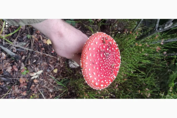 Мухомори сушені шапочки Зібрані у високогір'ї Карпат 2023р- фото № 7