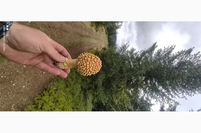 Продам Мухомор Королівський, справжній Карпатський Amanita Regalis- фото № 1