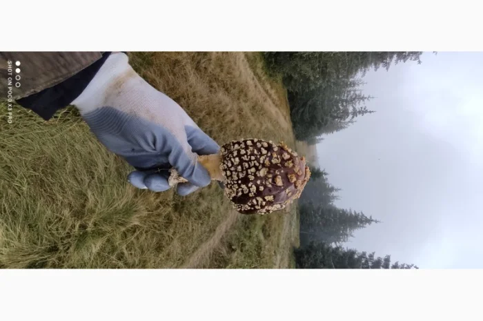 Продам Мухомор Королівський, справжній Карпатський Amanita Regalis- фото № 2