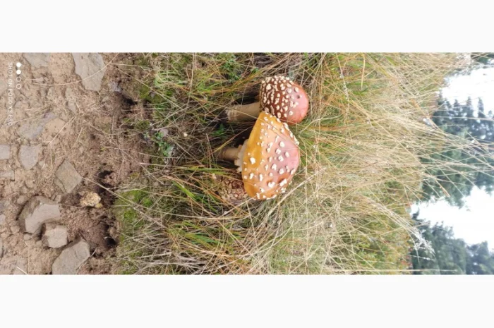 Продам Мухомор Королівський, справжній Карпатський Amanita Regalis- фото № 3