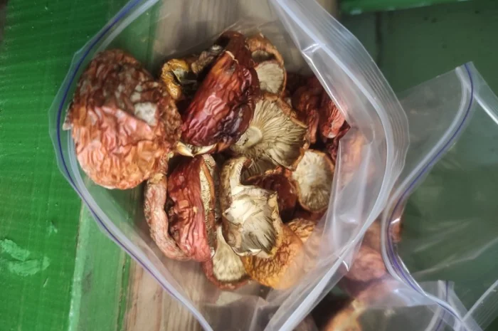 Продам червоний мухомор- фото № 2