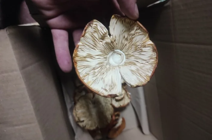 Продам червоний мухомор- фото № 3