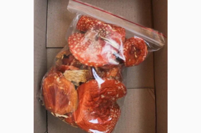 Мухомор червоний Amanita muscaria першого сорту- фото № 1