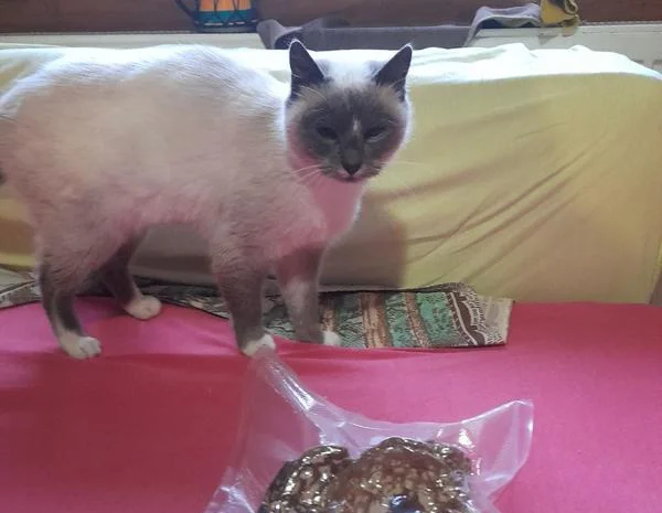 Мухомор пантерний перший сорт- фото № 1