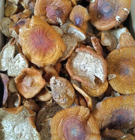 Продам сушений мухомор 1 и 2-ой сорт- фото № 1