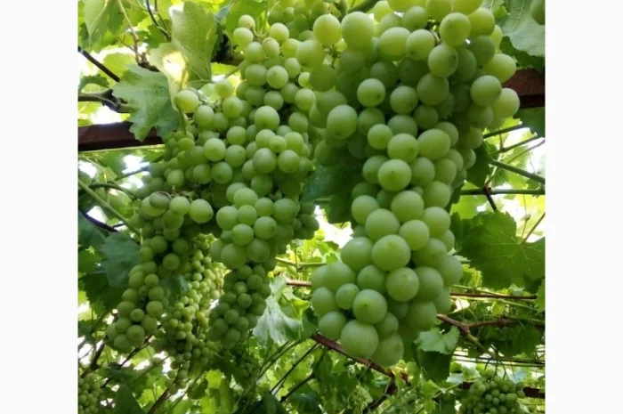 Продам грибы- фото № 4