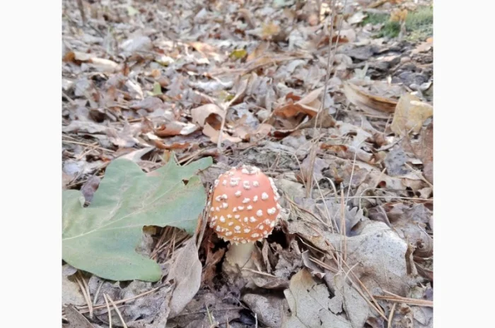 Мухомори пантерний, червоний- фото № 1