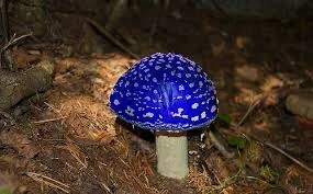 Куплю мухомор ЧЕРВОНИЙ, Мухомор ПАНТЕРНЫЙ и др- фото № 1