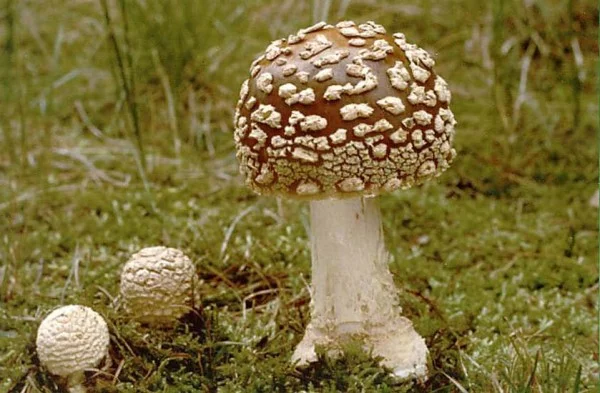 Куплю мухомор пантерный, красный. Куплю сушеные грибы- фото № 1