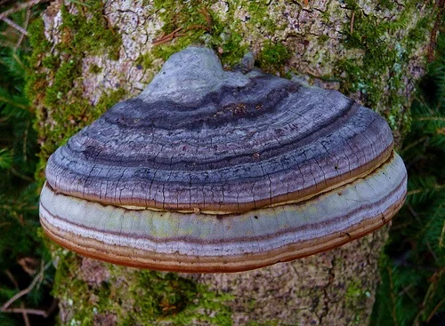 Куплю мухомор ЧЕРВОНИЙ, ПАНТЕРНЫЙ, Коричневый и другие грибы- фото № 1