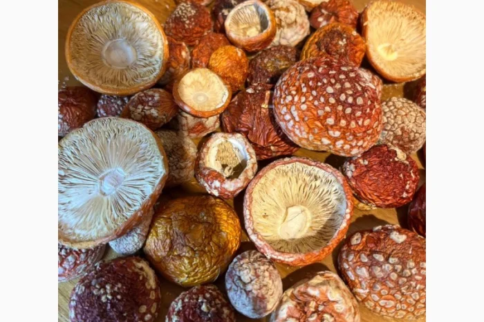 Куплю мухомор пантерный, королевский. мухомор красный- фото № 1