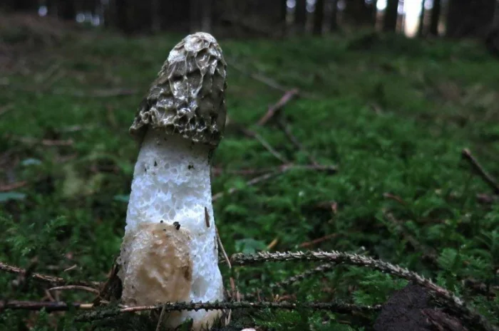 Куплю мухомор пантерный, королевский. мухомор красный- фото № 2