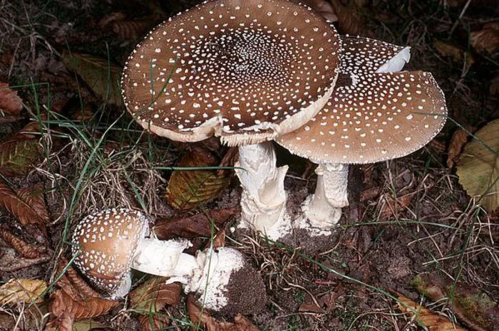 Закупаю грибы Мухомор Красный Мухомор пантерный лисички, веселки и др- фото № 1