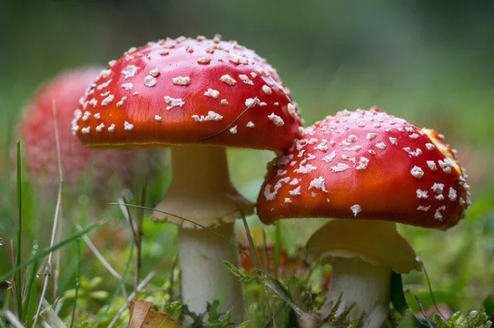 Закупаю грибы Мухомор Красный Мухомор пантерный- фото № 1