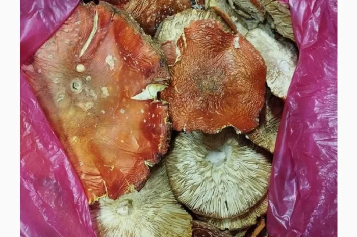 Продам сухі мухомори- фото № 1