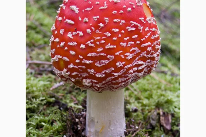 Мухомор- фото № 1
