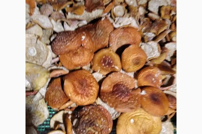 Сушені, дикорослі капелюшки мухомора- фото № 1