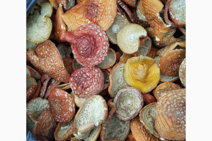 Червоний мухомор- фото № 1