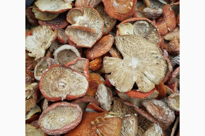 Сушені червоні мухомори на продаж- фото № 1