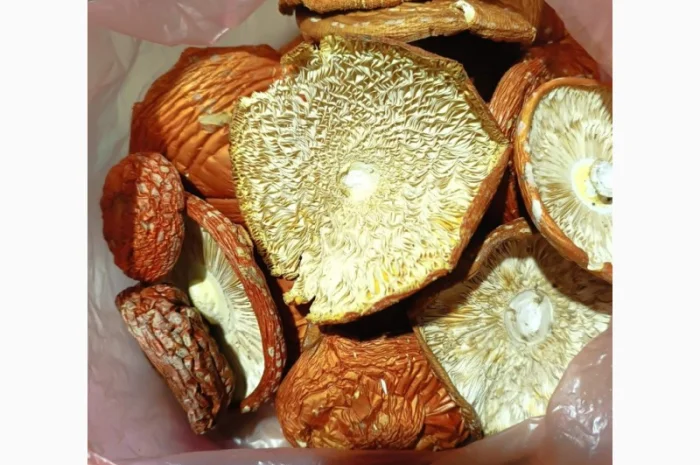 Сушені червоні мухомори на продаж- фото № 2