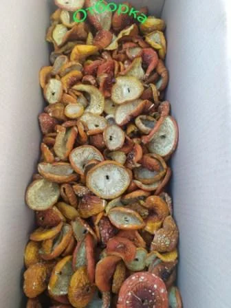 Мухомори опт/роздріб- фото № 1