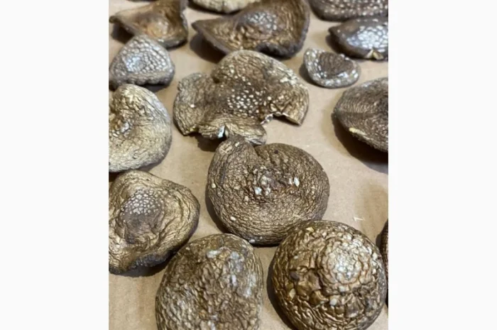 Пантерний мухомор- фото № 2