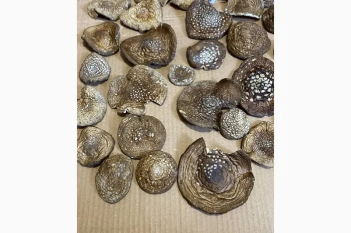 Пантерний мухомор- фото № 3