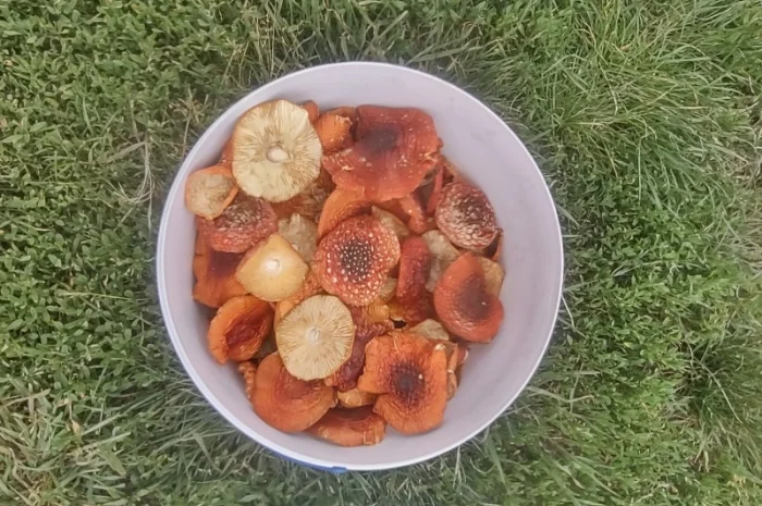 Продам мухомор червоний- фото № 1