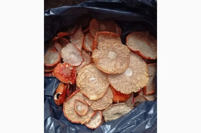 Продам мухомор червоний- фото № 2