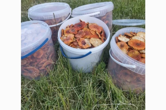 Продам мухомор червоний- фото № 3