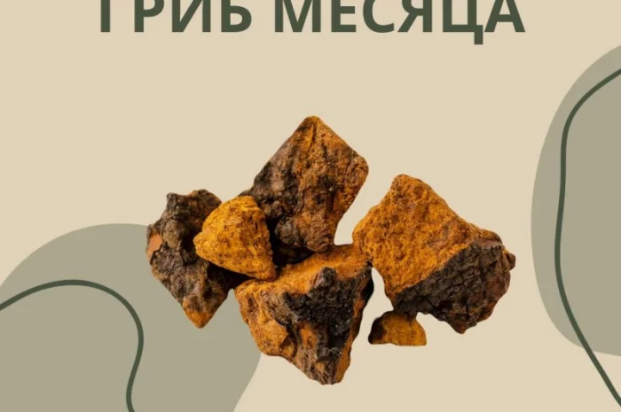 Чага в капсулах/ Рейші/гриб Здоров'я та довголіття- фото № 1