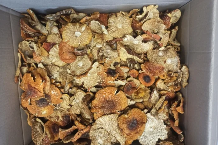 Сушені мухомори опт/роздріб- фото № 2