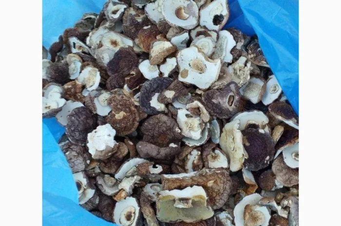 Продам шапочку білого гриба- фото № 1