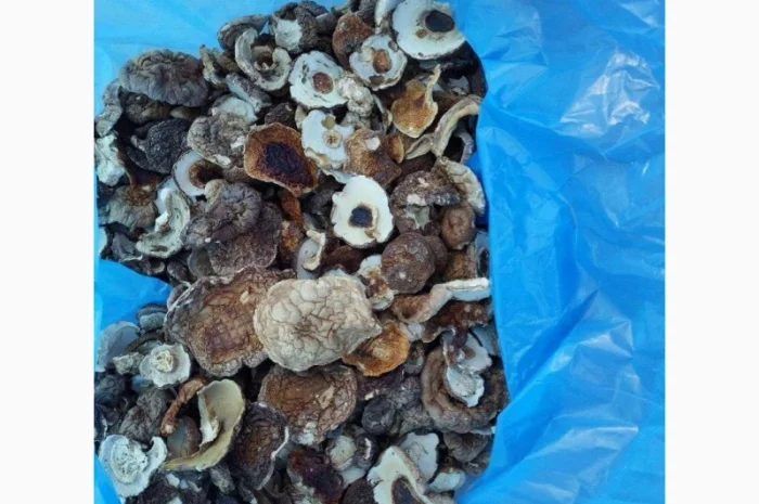 Продам шапочку білого гриба- фото № 3