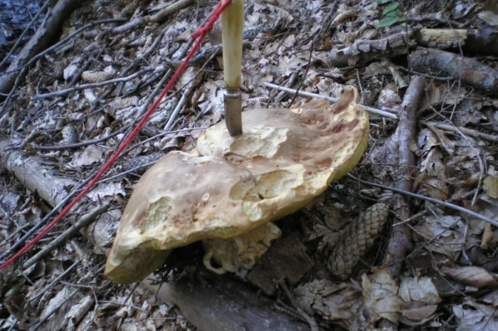 Гриби білі сушені – Карпати, відсортовані, перебрані. Доставка по Києву - безплатно- фото № 4