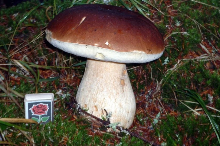 Гриби білі сушені – Карпати, відсортовані, перебрані. Доставка по Києву - безплатно- фото № 3