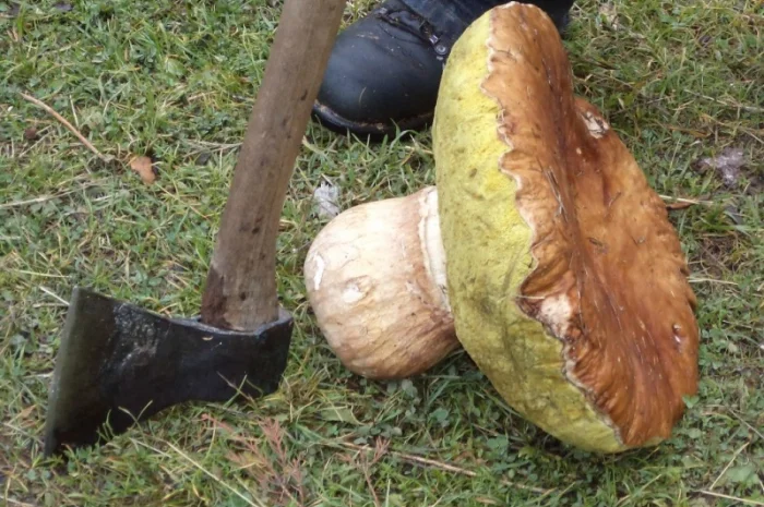 Гриби білі сушені з Карпат- фото № 3