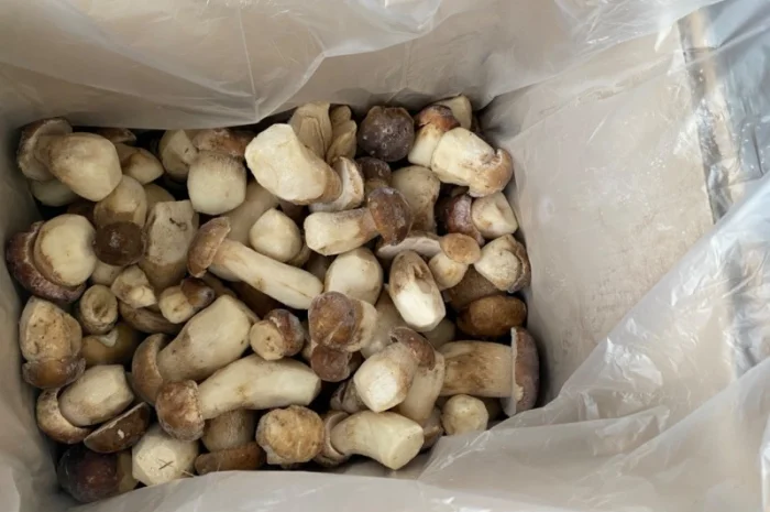 Гриби білі заморожені перший сорт осінь 2024р Закарпаття- фото № 2