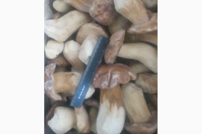 Гриби білі цілі 1 ґатунок заморожені- фото № 1