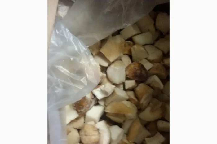 Гриб білий кубик на продажу- фото № 2