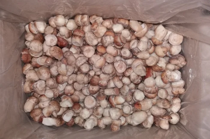 Продаємо гриби лісові білі, лисички, опеньки (свіжі, сушені, заморожені, мариновані)- фото № 2