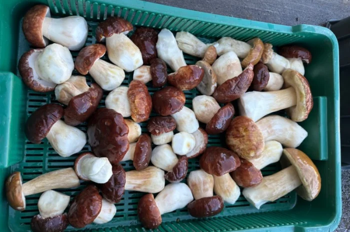 Продам білий гриб 1/2/3 сорт- фото № 1