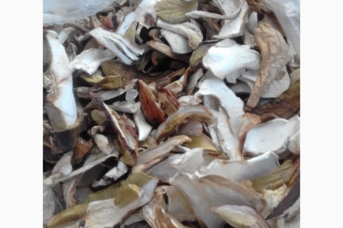 Гриби із Закарпаття 2022. Білі 1 сорт ціни вказані за 1 кг- фото № 1