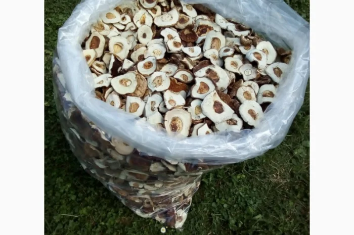 Шапка білого гриба 2022. Ціни вказані за 1 кг- фото № 1